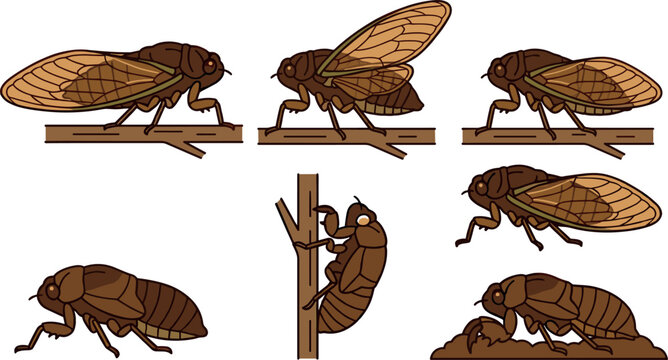 Cicada insect life cycle vector illustrations set for biology education science textbook infographic wildlife nature print graphic design element collection
