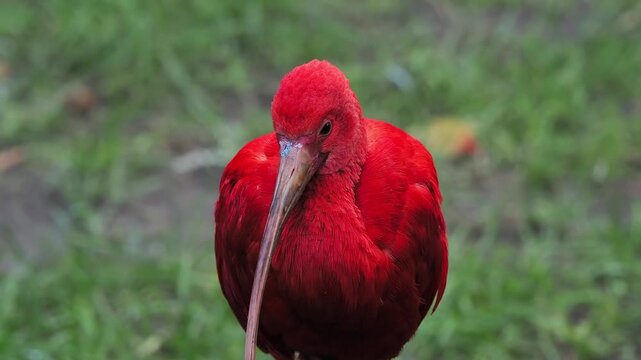 Close-up of a bright red scarlet ibis bird with long bill.
