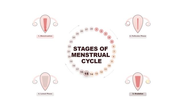 Infographic illustration of the female menstrual cycle phases including menstruation follicular ovulation and luteal stages on white
