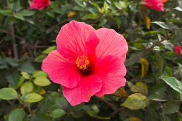 Obraz premium Full Dark Pink Hibiscus Flower
