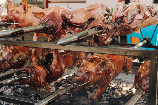 Whole pigs roast on spits over charcoal at an outdoor food event. Traditional barbecue scene for gastronomy, catering, tourism and food promotion.