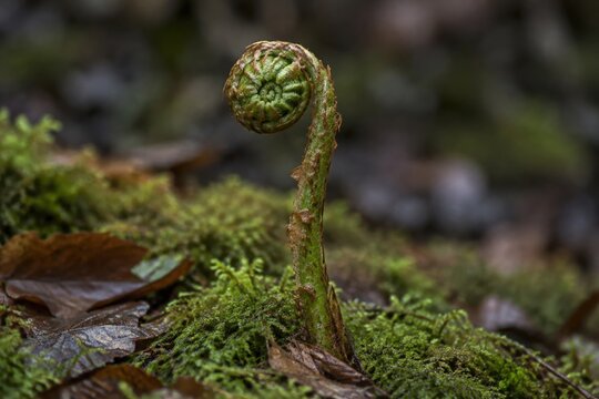 Involute fern fiddlehead in forest moss, growth and nature renewal concept