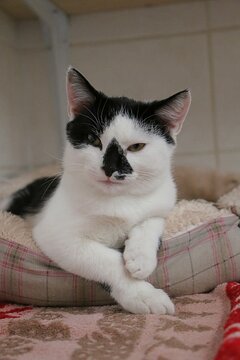 A cute white kitten with black spots is lying in the bed