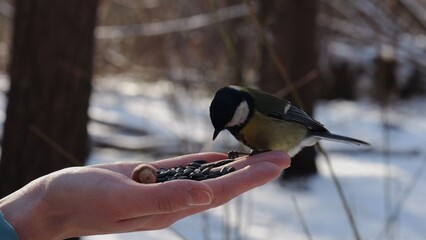 Woman feeding cute tit bird to sunflower seeds at snowy woodland. Beautiful tomtit pecking food from female hand at winter forest. Small titmouse eating meal from arm of young girl at snow park © ExpressVectors