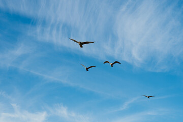 Fototapeta premium Four seagulls glide gracefully across a bright blue sky streaked with wispy clouds, capturing a sense of freedom and open space.
