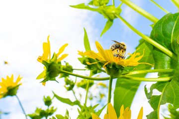 Plasterer bee eating nectar from a yellow flower. Central New Jersey, USA. © Yan