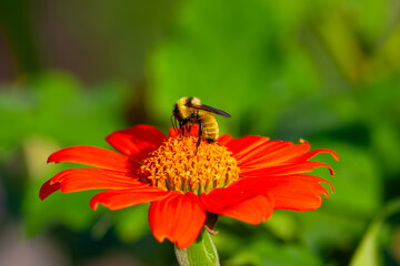 Plasterer bee eating nectar from a red flower. Central New Jersey, USA. © Yan