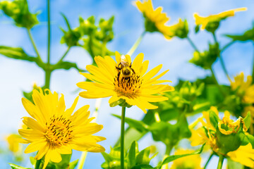 Plasterer bee eating nectar from a yellow flower. Central New Jersey, USA. © Yan