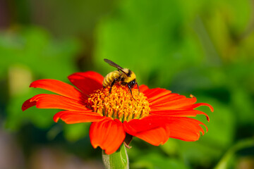 Plasterer bee eating nectar from a red flower. Central New Jersey, USA. © Yan