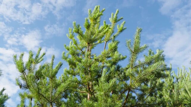 Vibrant green branches of a young pine tree reach upward against a bright blue sky with soft white clouds.