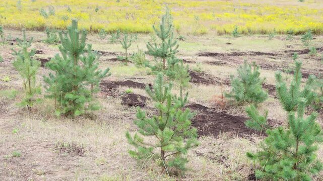 Young green pine saplings grow in rows across a prepared reforestation field under bright daylight.