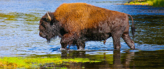 American bison bull. crossing Madison River. Yellowstone National Park, Wyoming, USA. © Yan