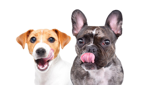 Portrait of a funny Jack Russell Terrier and a French Bulldog licking themselves, closeup, isolated on white background