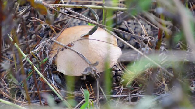 A single wild brown mushroom stands hidden among pine needles, dry twigs, and green grass in a forest.