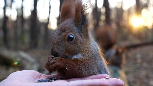 Cute rodent eating food from hand of young girl at forest. Wild fluffy squirrel taking sunflower seeds from female arm and gnawing it. Woman feeding hungry small sciurus against sunset at background