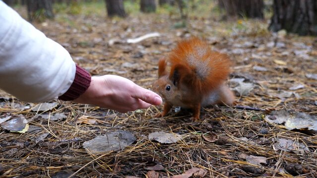Wild cute squirrel sniffing nuts from female arm at forest. Curious fluffy rodent snuffing food from hand of young girl outdoor. Woman feeding small sciurus to walnuts at autumn park. Slow motion