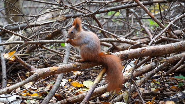 Wild fluffy squirrel sitting at wooden branch gnawing nuts at forest. Cute brown rodent eating found walnuts at autumn park. Pretty small sciurus chewing food outdoor. Concept of wildlife