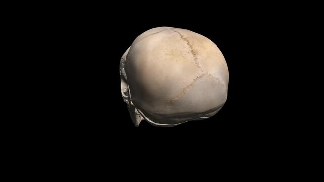 3D Chimpanzee Skull Head Rotating Render Isolated on Transparent Background