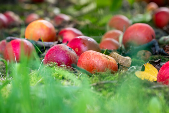 Windfall apples lying on the ground in the grass on a fruit farm during harvest time