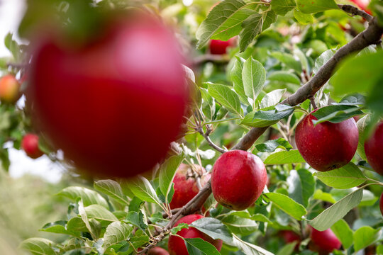 Tasty red apples hanging on a tree branch in an orchard during harvest time