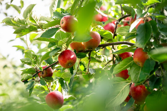 Delicious red apples hanging on a tree branch on a fruit farm during harvest time