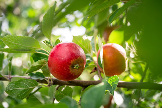 Tasty red apple on a tree branch in an orchard during harvest time