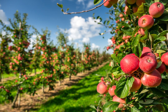 Rows of tasty ripe apples on a fruit farm during harvest time
