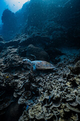 Hawksbill sea turtle swimming over tropical coral reef in deep blue ocean. © PIPE DIVE UNDERWATER