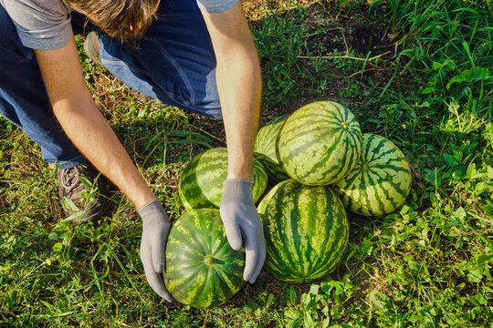 Person with gloves collecting ripe watermelons from ground