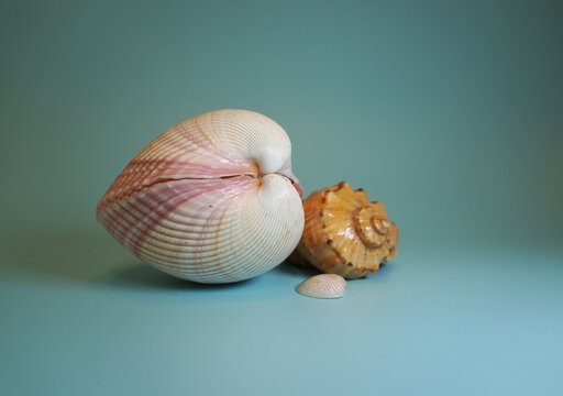 Two seashells and a small fragment on a blue background. White-pink double-leaf and beige-orange spiral, subject shooting.