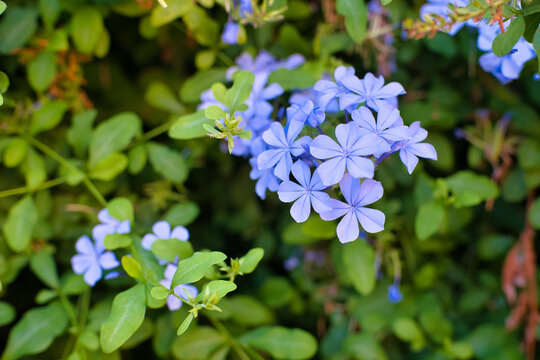 Plumbago auriculata lavender bloom &ndash; Class Magnoliopsida
