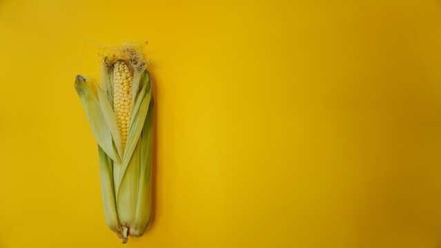 An ear of corn in leaves on a yellow background. One object, a copy-space. Studio subject shooting, soft light.