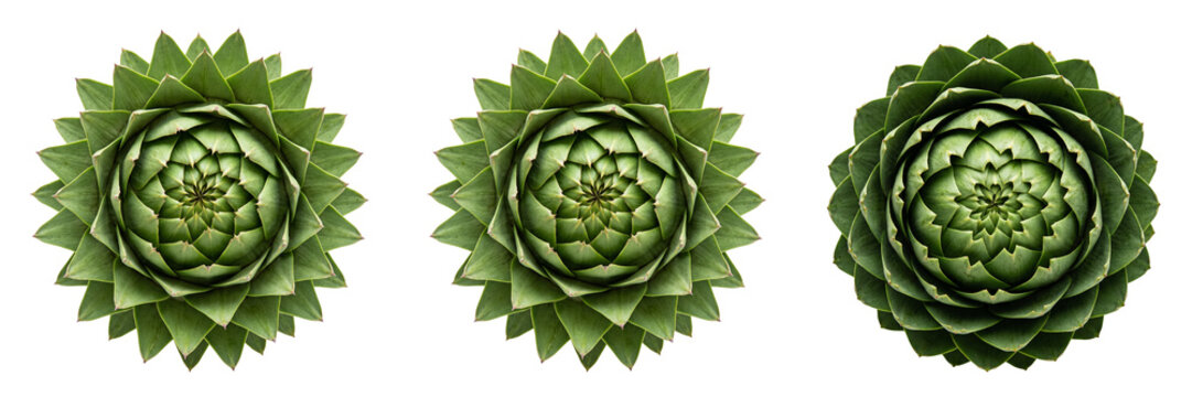 Three green geometric succulent plant heads with spiraling leaves isolated on a transparent background