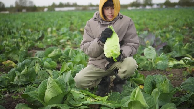 Farmer in yellow hooded jacket carefully inspects