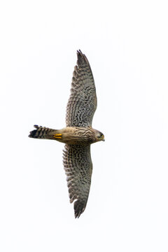 Common Kestrel in flight