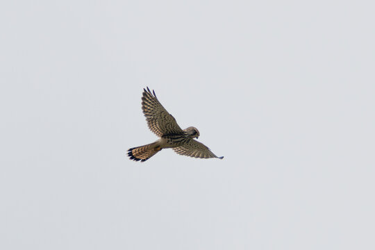 Common Kestrel in flight overhead