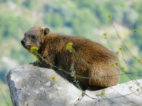 Rock hyrax sitting on a stone in Israel, Procavia capensis in natural habitat
