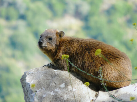Rock hyrax sitting on a stone in Israel, Procavia capensis in natural habitat
