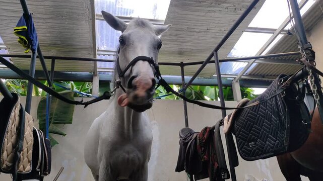 Beautiful white horse standing patiently in cross ties at a stable grooming area. Grey horse wearing a black halter tied up in a rustic farm barn with a saddle in the background.
