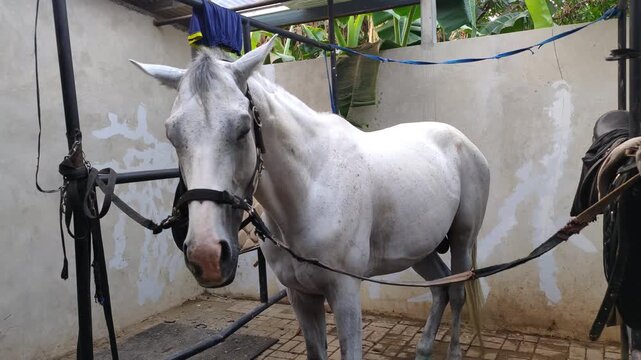 Beautiful white horse standing patiently in cross ties at a stable grooming area. Grey horse wearing a black halter tied up in a rustic farm barn with a saddle in the background.