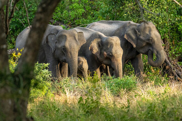 Sri Lankan Elephant Family Moving Through Forest Edge in Sri Lanka © Prasanna