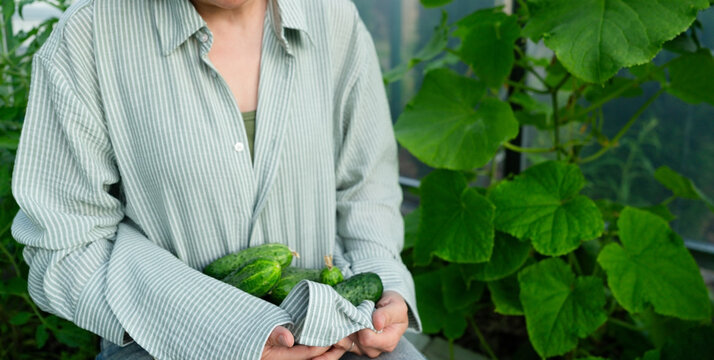 A proud gardener displays a fresh cucumber closeup in a lush garden. This satisfied grower presents the crisp vegetable harvest with evident joy.