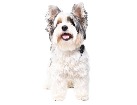 Cute Biewer Yorkshire Terrier dog looking up standing isolated on a white background