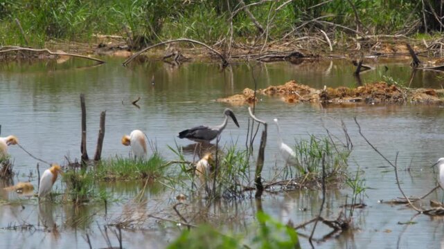 Asian openbill stork flapping wings and walking through shallow water in a sunny wetland pond with cattle egrets standing around in natural habitat.