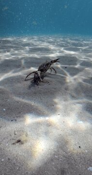 Crab on sandy sea bottom underwater in blue ocean, marine wildlife