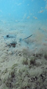 Stingray underwater in blue ocean