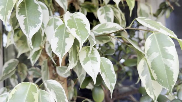 Close-up of green and white variegated Ficus Benjamina leaves on branches. Houseplant foliage, indoor gardening, botanical plant background.