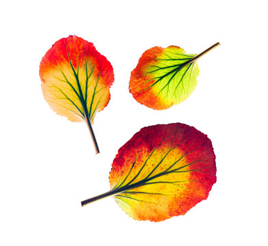 Three Colorful Autumn Leaves Arranged as Tree Symbols on Transparent Background