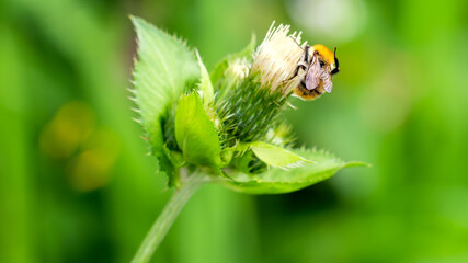 Biene hängt von hinten an einer Blume mit einem Fuß in der Höhe © Manuel4Media