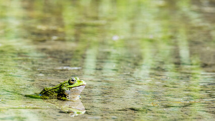 Frosch seitliches Profil mit Spiegelung im Wasser © Manuel4Media
